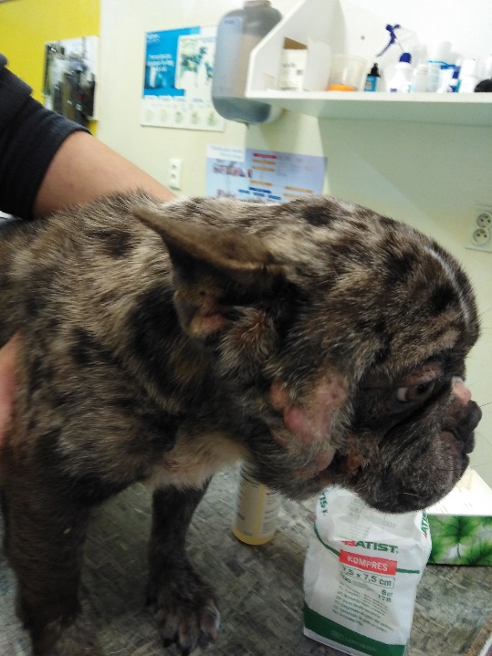 vypadávanie srsti u psov