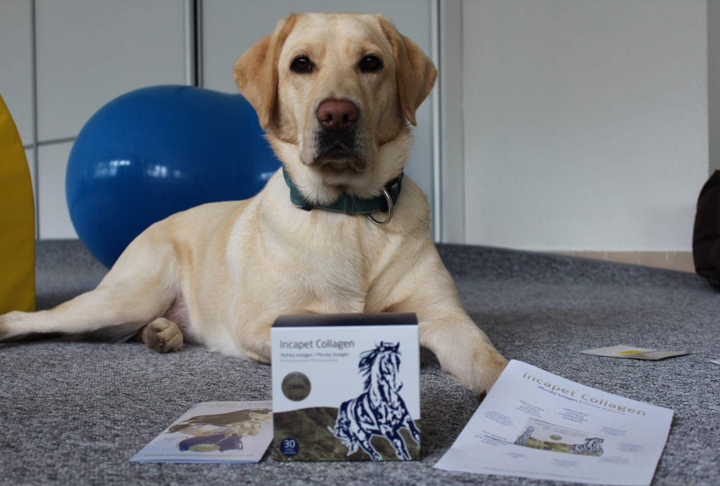 Podporujeme výcvik vodiacich psov