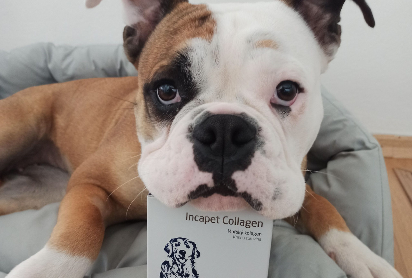 Toto sú príbehy šťastných psíkov, koní i mačičiek, ktorým Incapet Collagen pomohol