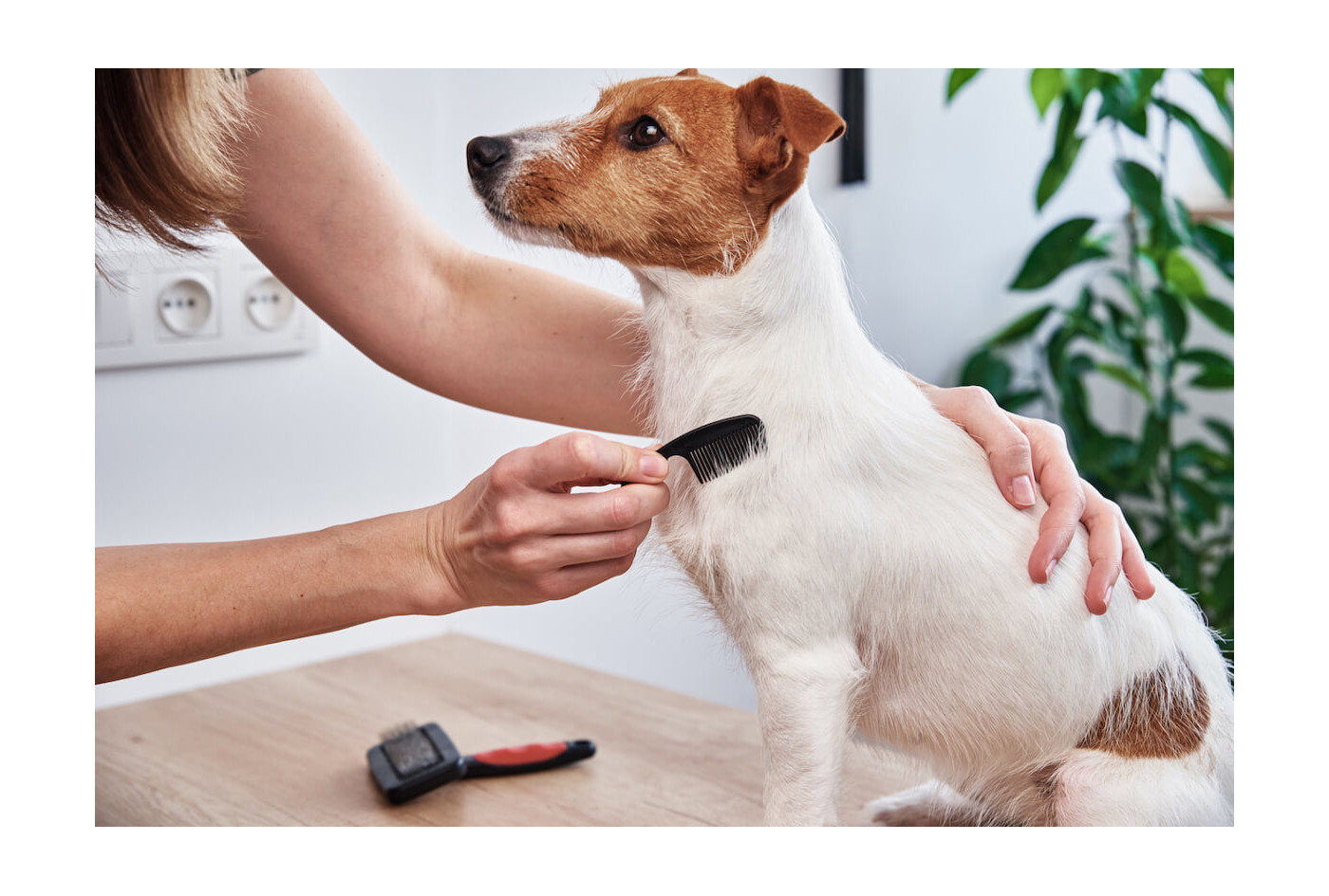 Výmena srsti u psov - koľko pĺznutia je v norme, kedy sa deje a ako sa vtedy o srsť psa starať?