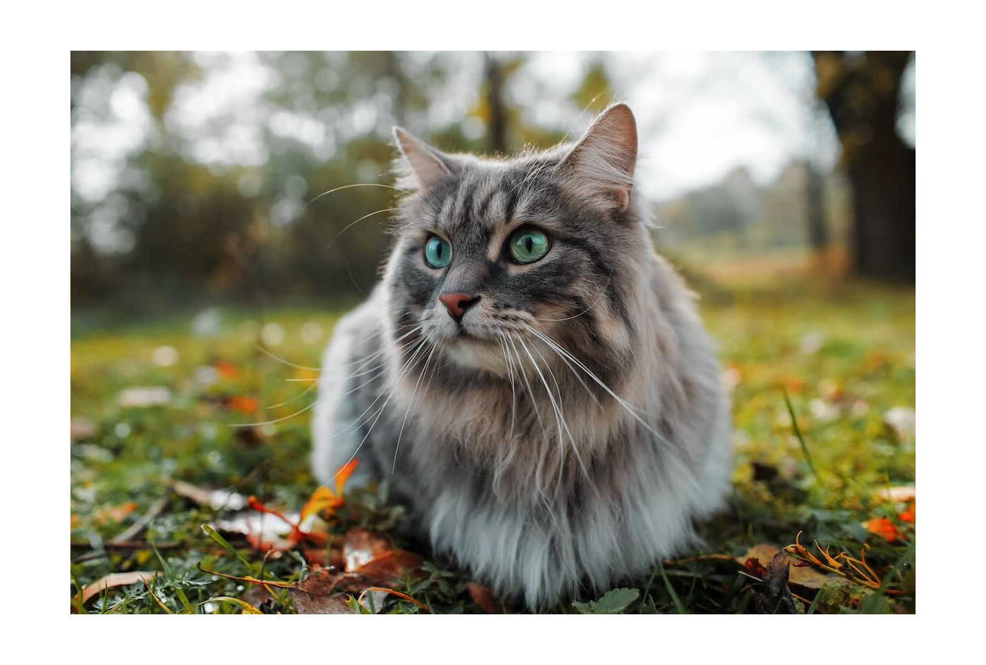 50 najkrajších citátov o mačkách, ktoré dojmú nielen mačacích milovníkov