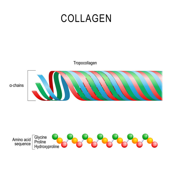 struktura kolagenu