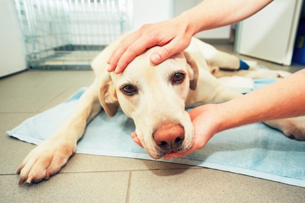 Pes po operácii - starostlivosť a regenerácia